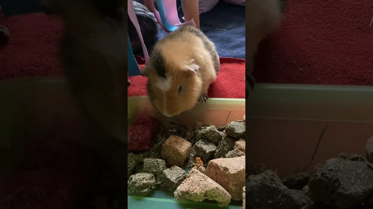 Guinea pigs and the treat box “throwback “