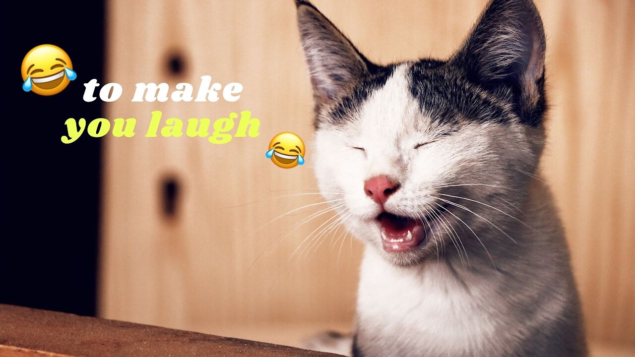 Funny cats and dogs#01