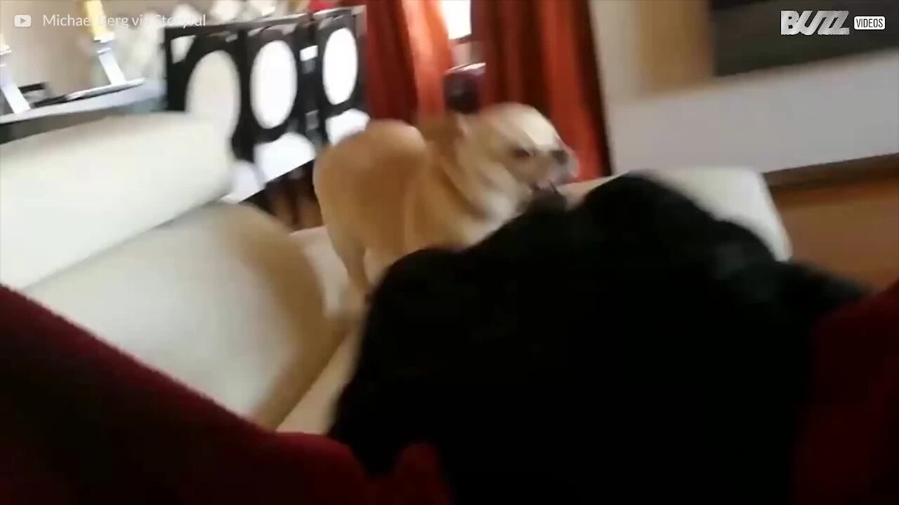 Ce Chihuahua est fou des chaussons de son maître