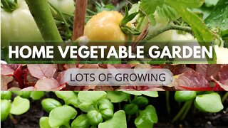 Home Vegetable Garden | Beginner Friendly & chemical Free