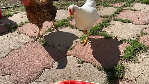 Watermelon and chicken