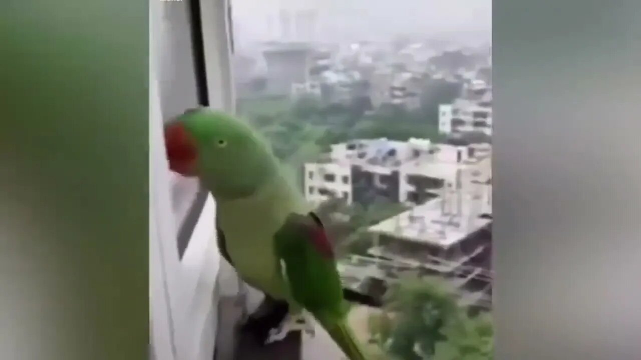 Smart And Funny Parrots Parrot Talking Videos Compilation P1 Super Dogs