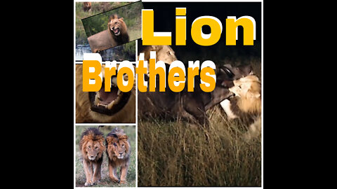 Most Savage Pack Of Lion Brothers | The Lions Of Sabi Sands