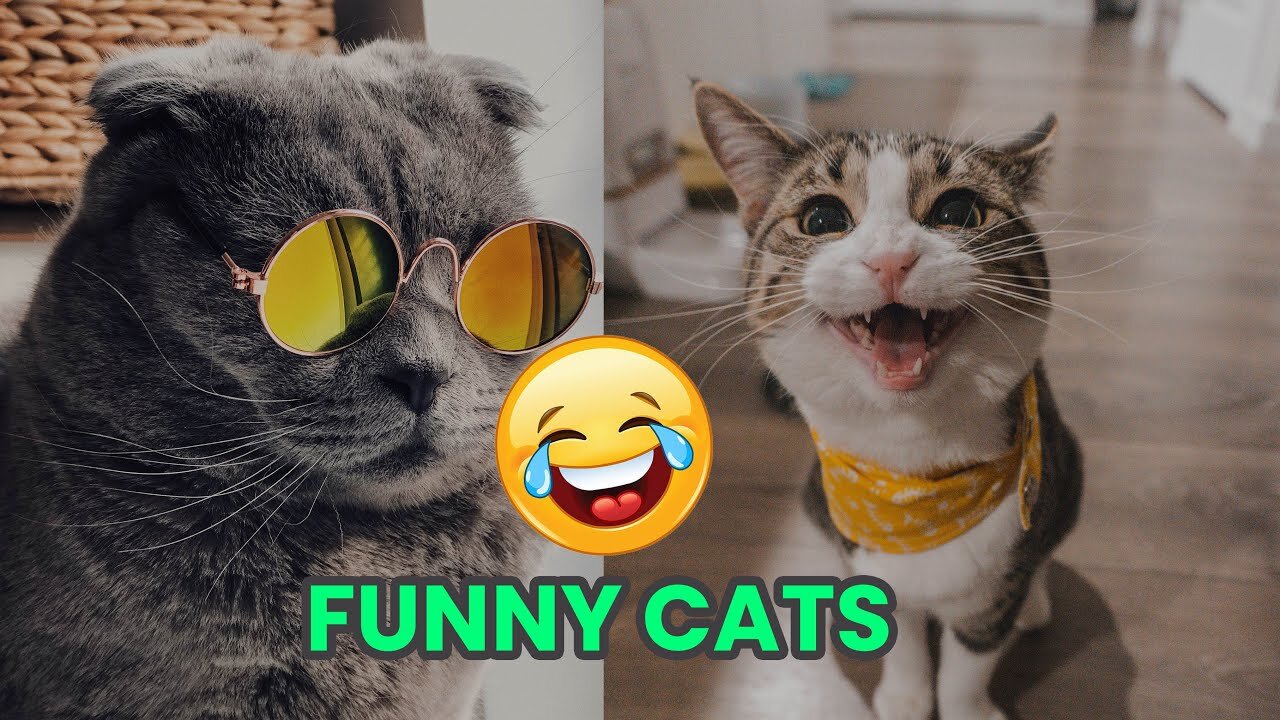 Funny Cats videos | new funny videos | naughty cats