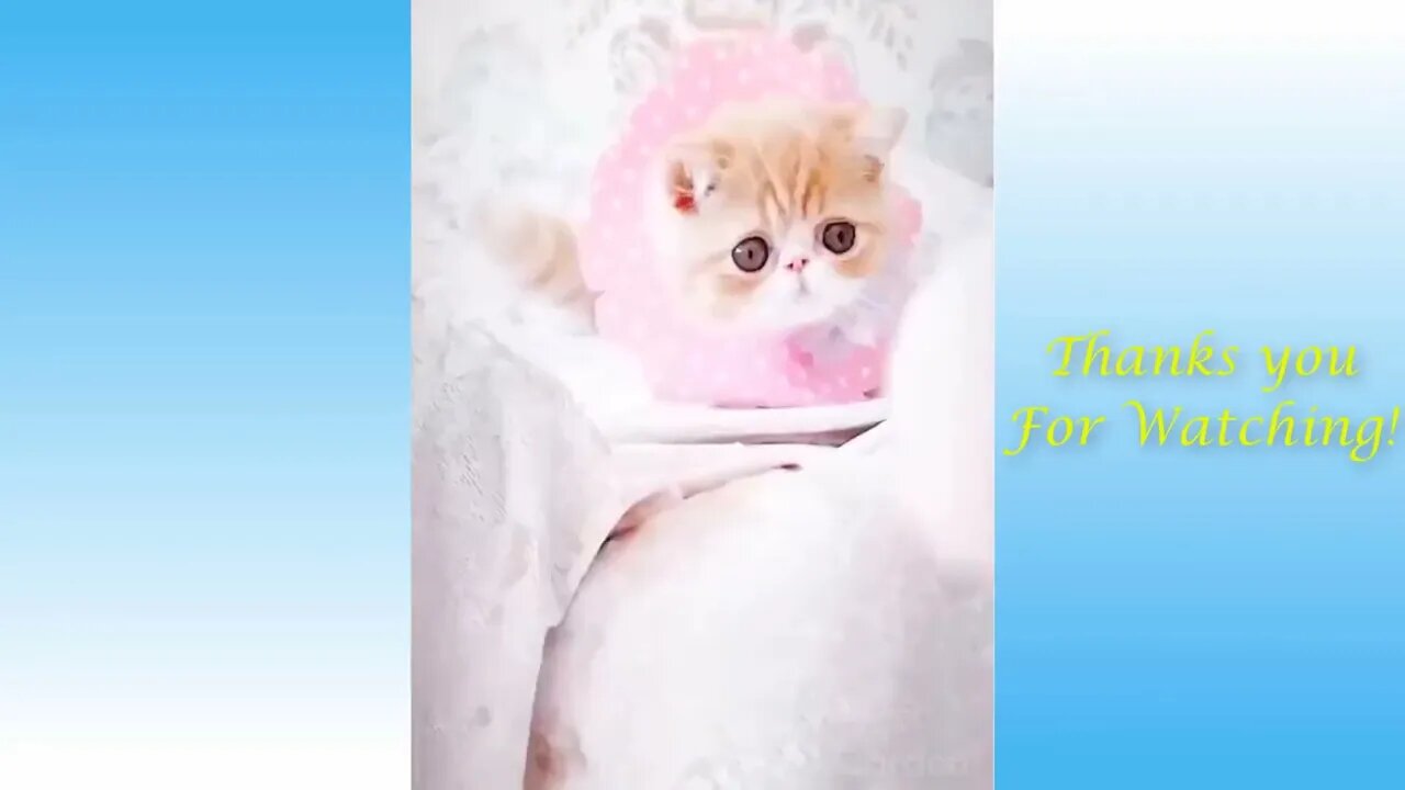 Funny And Cute Cat&apos;S Life