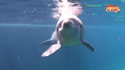 Clearwater Marine Aquarium|Morning Blend