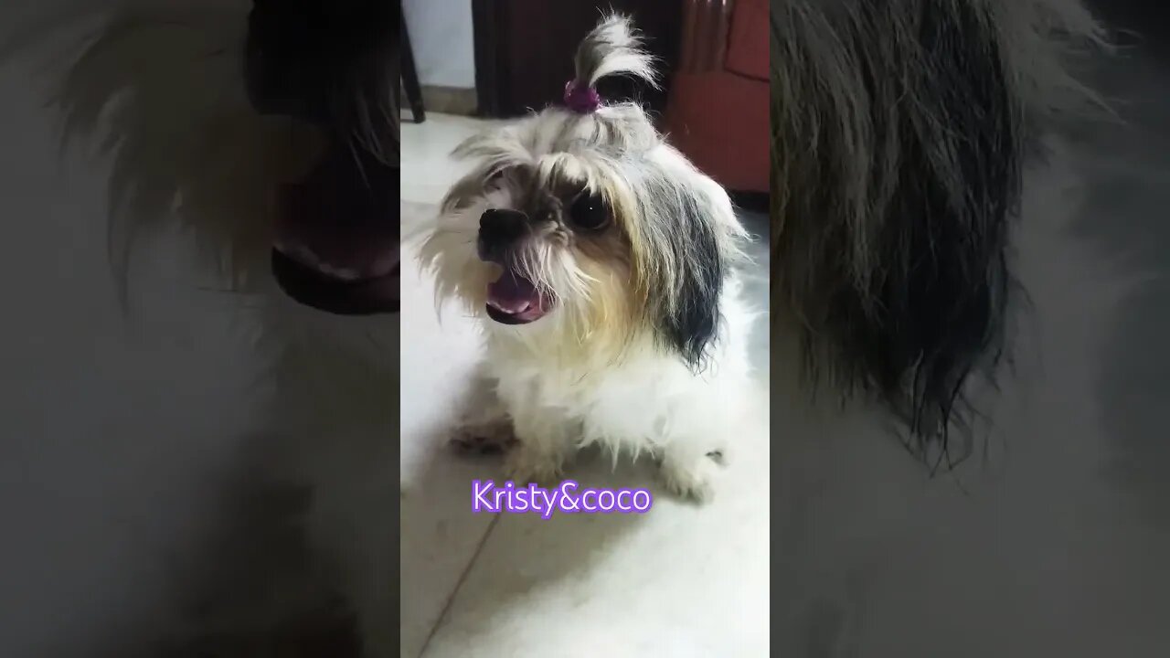 cute kitoo, cokie#shihtzu ❤