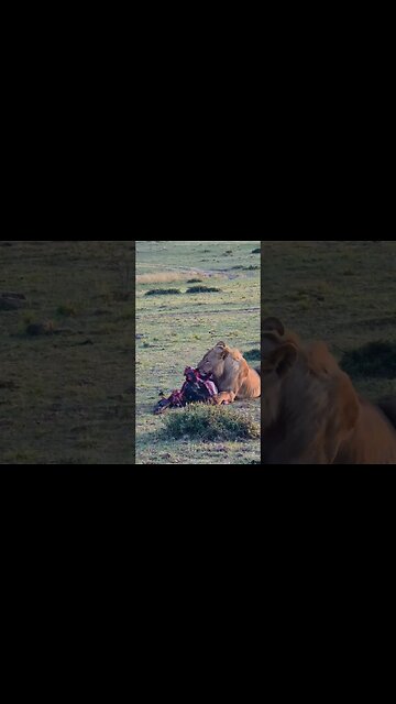 Breakfast Gnu #shorts | #ShortsAfrica | #Augdailyshorts