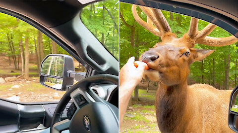 The big deer came to my car when he saw the carrot