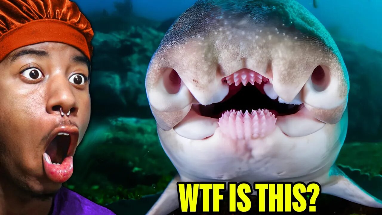 WEIRD ANIMALS YOU DIDN'T KNOW ABOUT