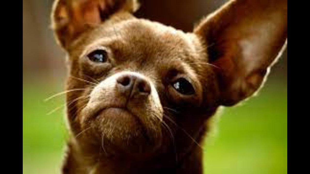 Super Funny Dog Videos | Chihuahua