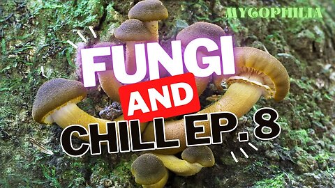 Fungi and Chill 8