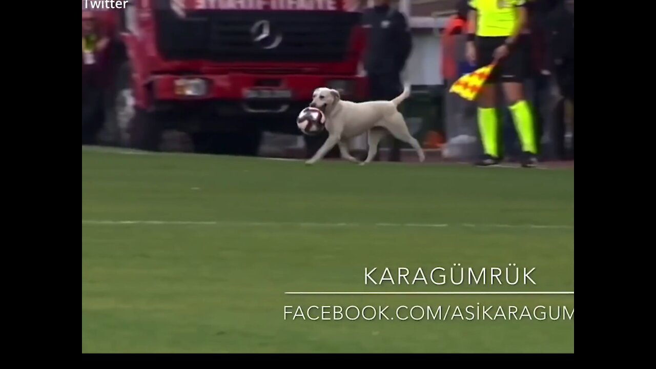 A adorable dog brought halt to a football match