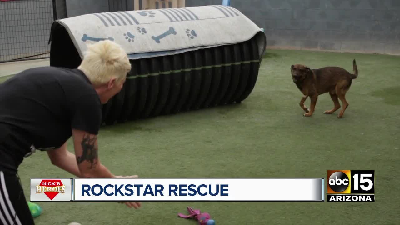 Nick's Heroes: Phoenix woman's animal rescue has saved hundreds across the Valley