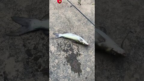 4th fish of the day! Channel catfish #fishing #outdoors #nature