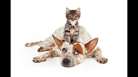 Funny dog and cat video 2020