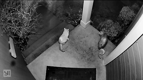 Cat Catches Possum Eating Her Food