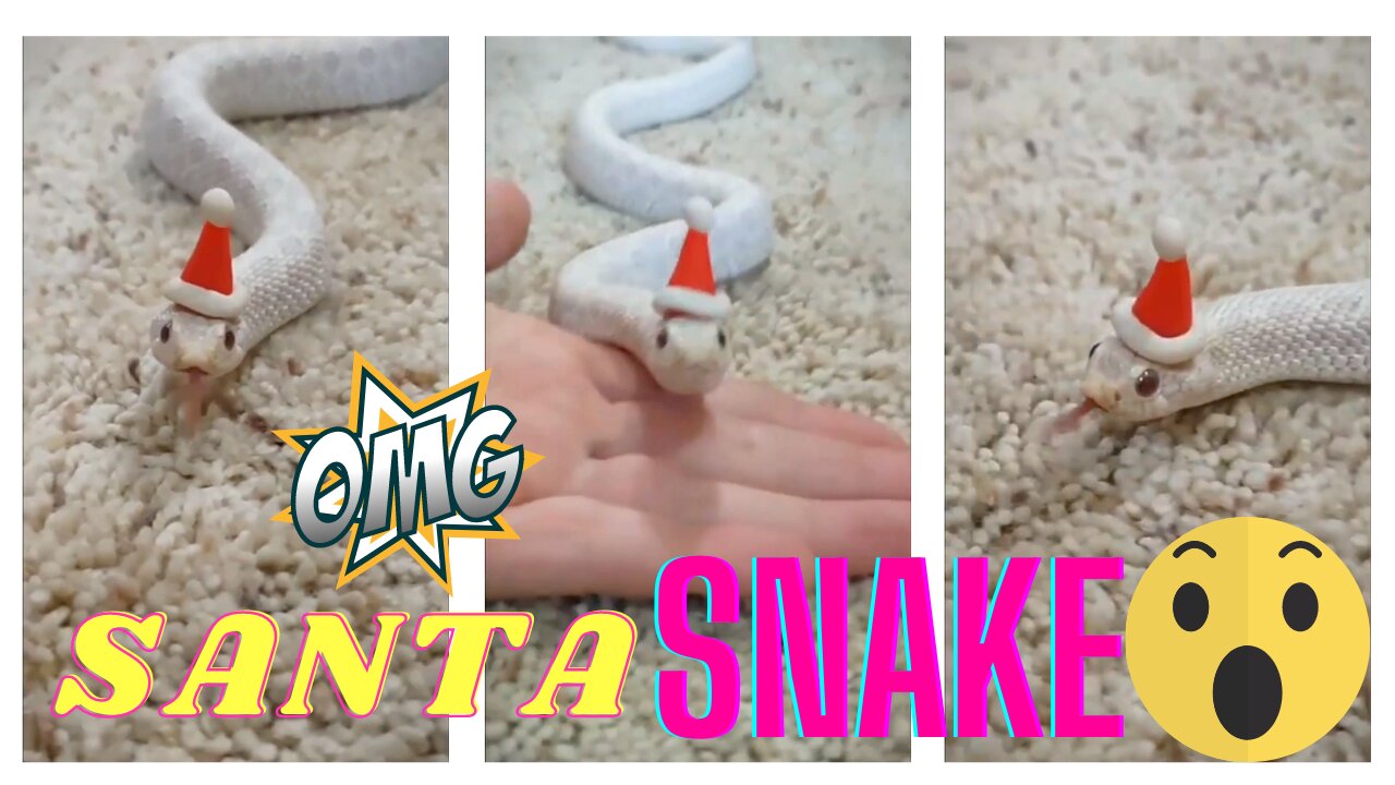 OMG! Santa turns into a Snake this X-mas...