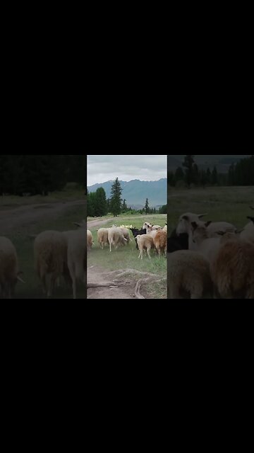 Find Strength and Protection in the Lord