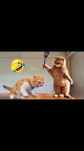 Funny animal|funny animals video|try not to laugh #cute & #funny - #cat - #video - #shorts