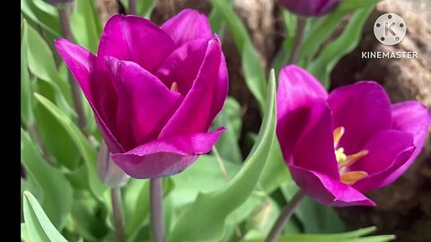 Spring flowers