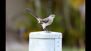 Cet oiseau attaque tout ceux qui passent!