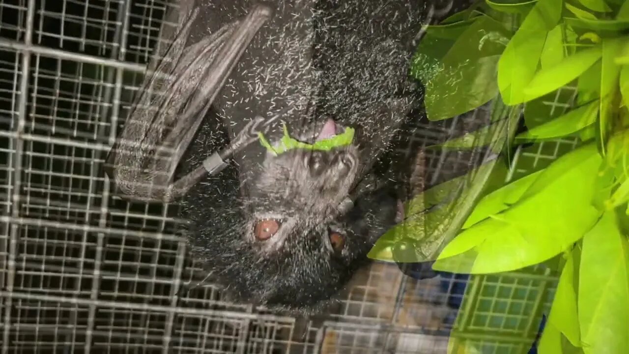 Did You Know Bats LOVE Eating Native Fig Leaf? Behind The Scenes Working In Mandi's Bat Aviary