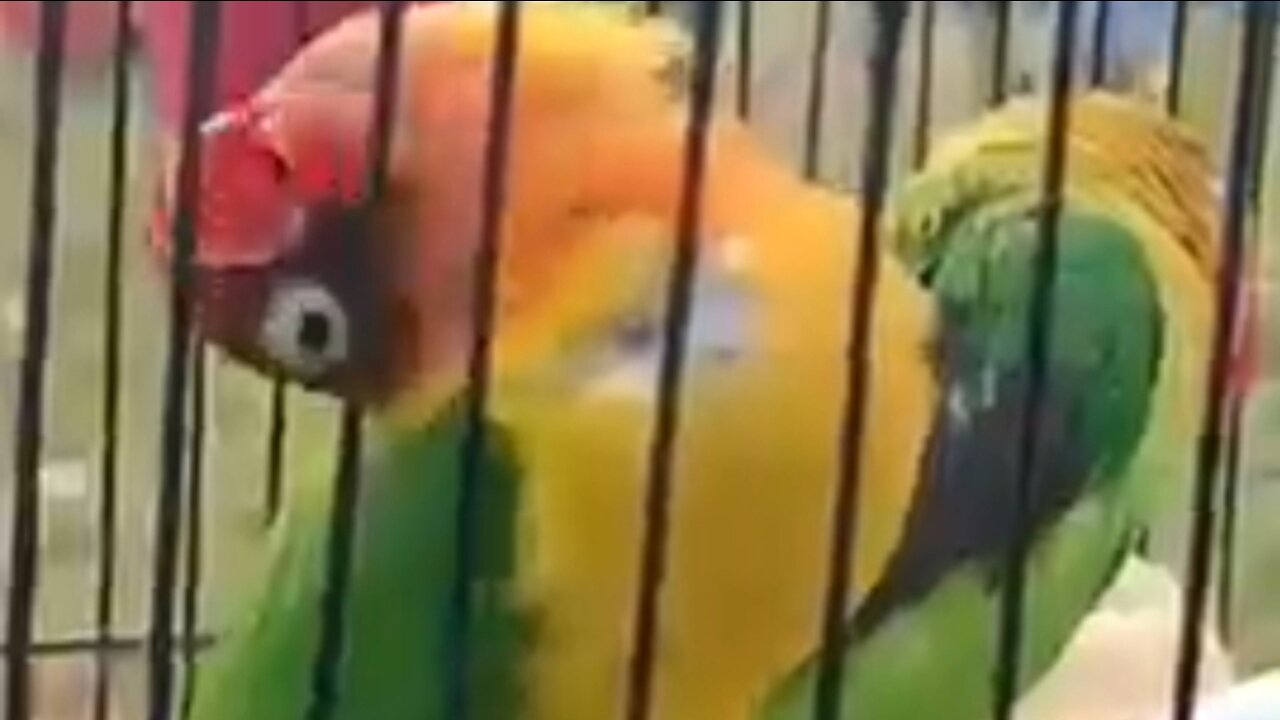 a pair of lovebirds chirping