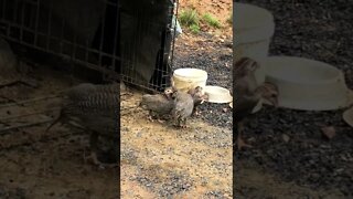 Guinea fowl keets first steps outside their cage