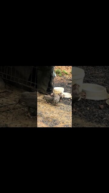 Guinea fowl keets first steps outside their cage