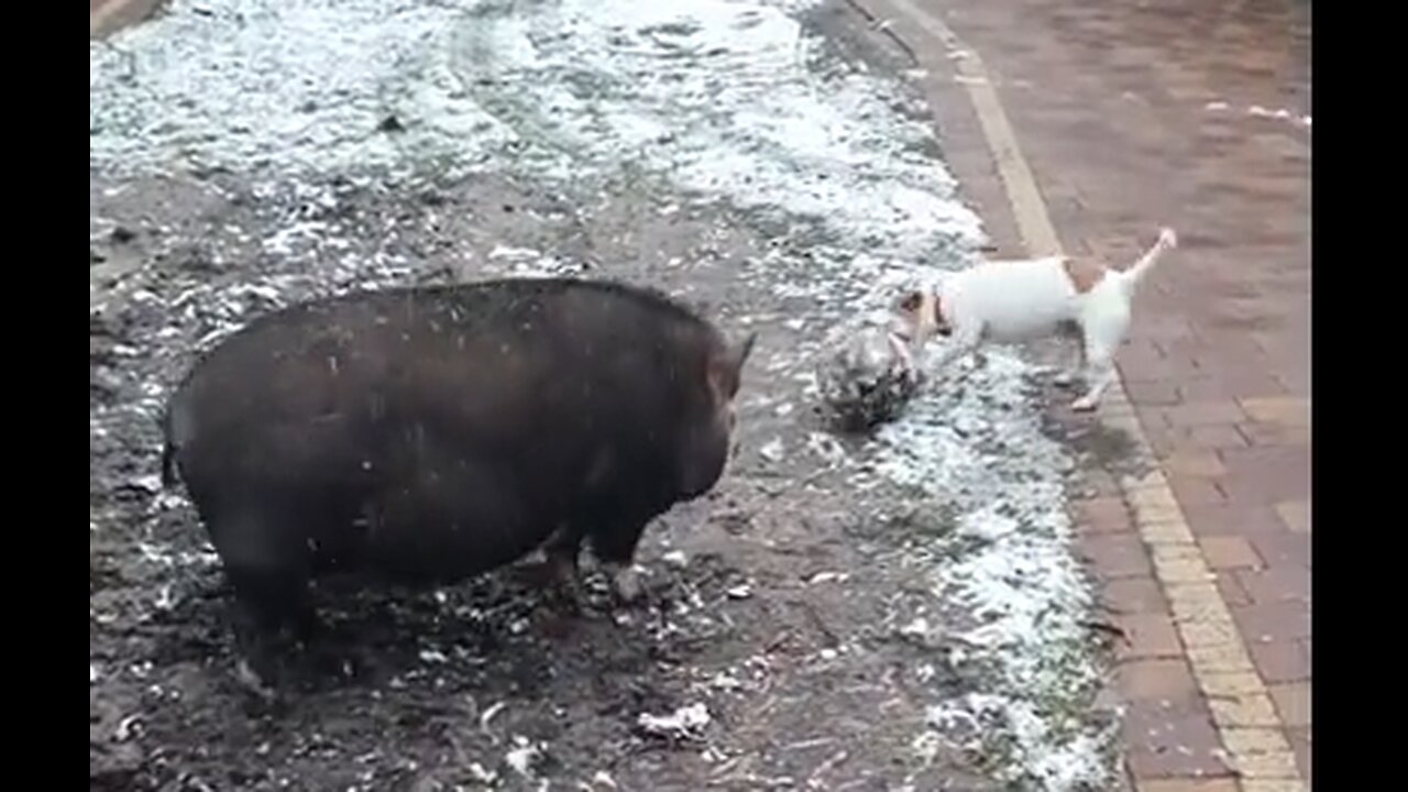 Piggy & Puppy Playing Ball