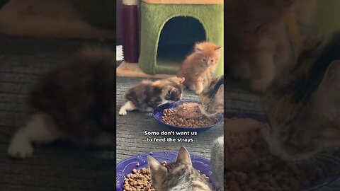 Do you like cats?