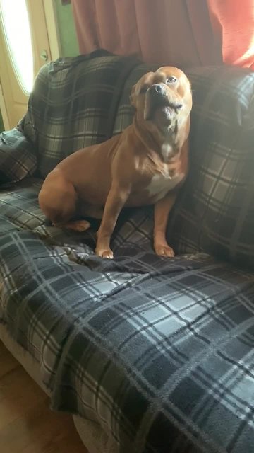 Bulldog loves howling along to harmonica music