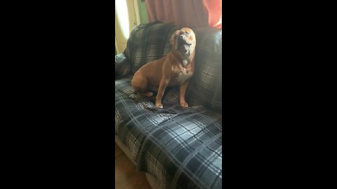 Bulldog loves howling along to harmonica music