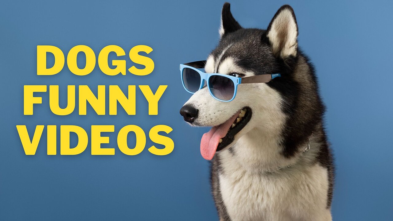 Uncontrollable Laughter: Dogs Funny Videos That Will Make Your Day!