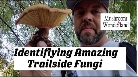 Identifying Amazing Trailside Fungi!