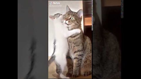 Cute kittens videos 2021 27