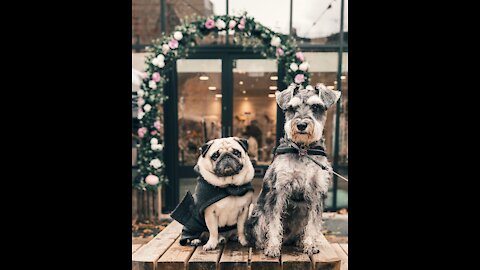 Dog Tips On How To Train Your Dog