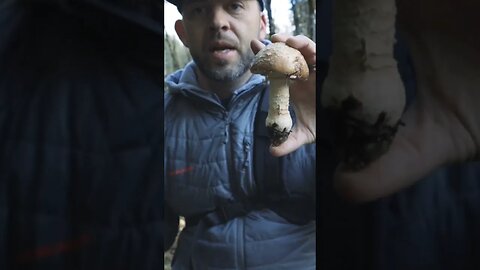 Panther Cap Mushroom- Amanita Mushroom Identification