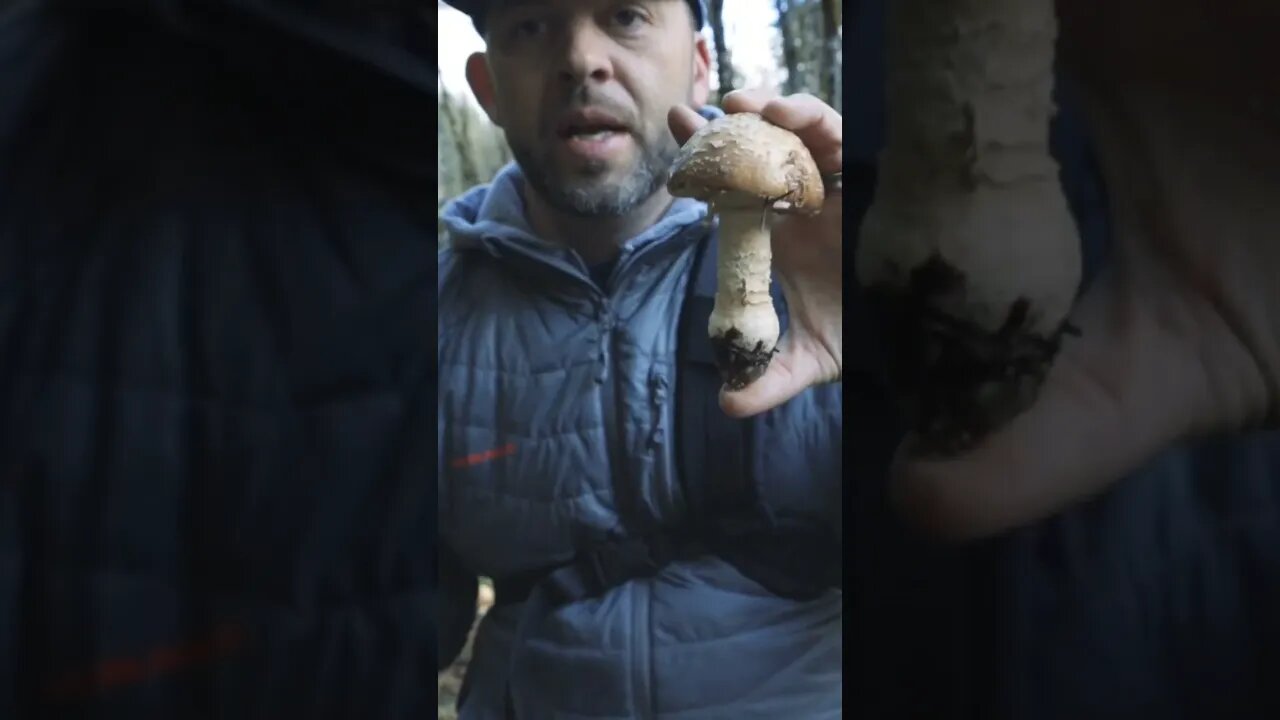 Panther Cap Mushroom- Amanita Mushroom Identification
