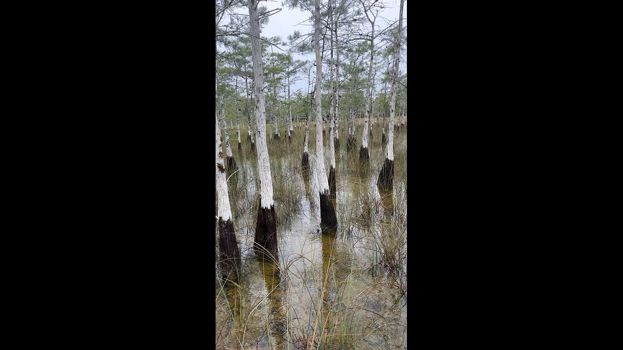 Everglades Swampland