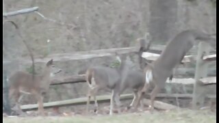 Bambi and crew in mid-winter