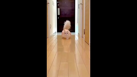 wao most beautiful cat