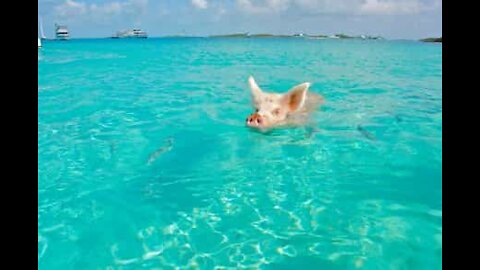 I maiali prendono il sole e fanno il bagno alle Bahamas