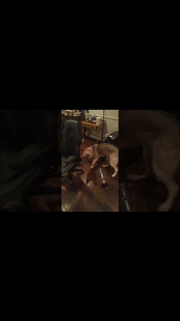 life with a German Shepherd