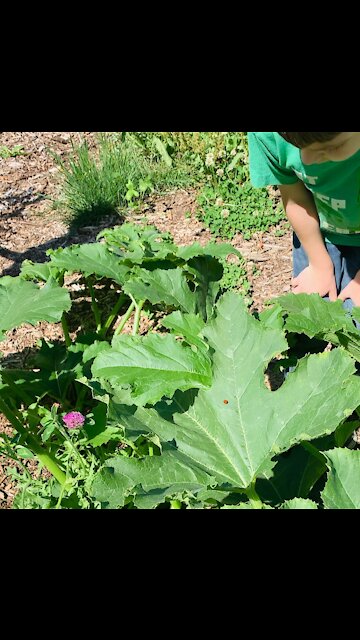 #ladybug sighting #grands #tamararoseblodgett
