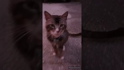 WHAT IS LUCKY THE CAT UP TO TODAY