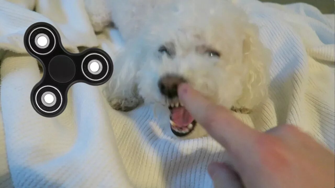 EVEN MY DOG IS ADDICTED TO FIDGET SPINNERS!