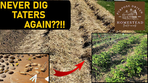 How to Plant no-dig Potatoes
