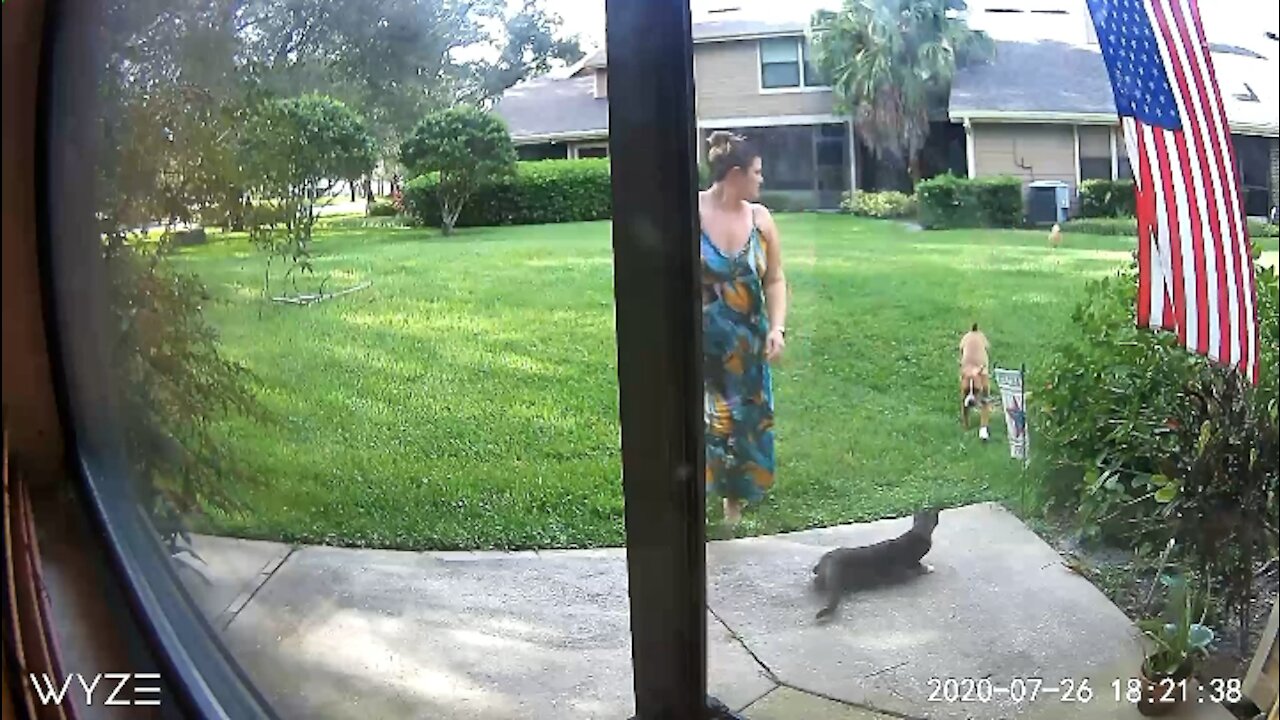 Dog scares cat